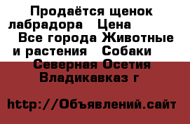 Продаётся щенок лабрадора › Цена ­ 30 000 - Все города Животные и растения » Собаки   . Северная Осетия,Владикавказ г.